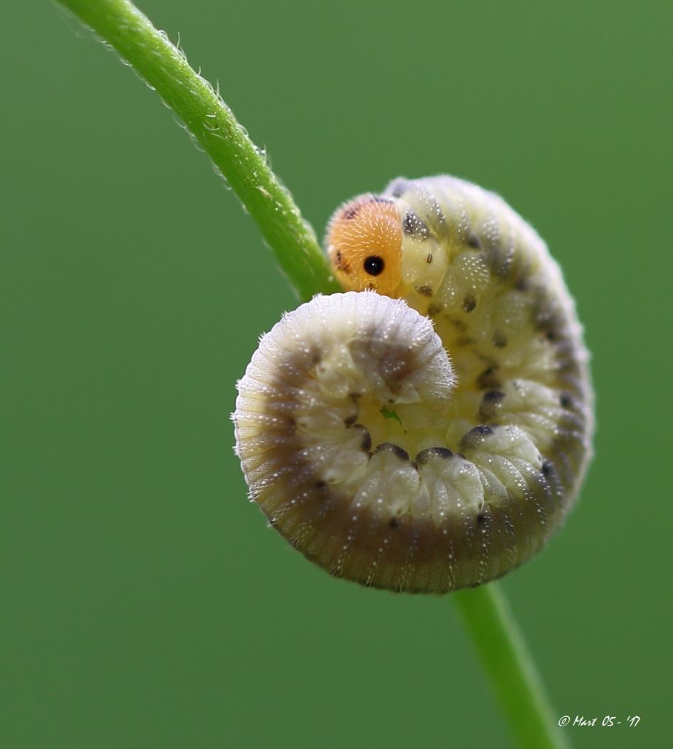 Waar is dit larfje van?